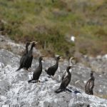 Grupo de adultos y juveniles de cormorán moñudo (Phalacrocórax aristotelis) en Isla Grosa