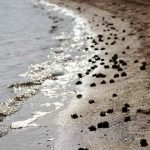 Los ecologistas han denunciado la falta de oxígeno que provoca la huida masiva de caracolas a la orilla