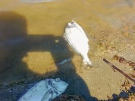 Ayer aparecieron cientos de peces muertos a orillas del Mar Menor, en La Manga.