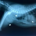 Radiografía del gato tiroteado el pasado miércoles. Se aprecian los tres perdigones alojados en su cuerpo.