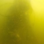 Imagen de la turbiez presente en el Mar Menor y continuamente denunciado por asociaciones ecologistas y vecinales.